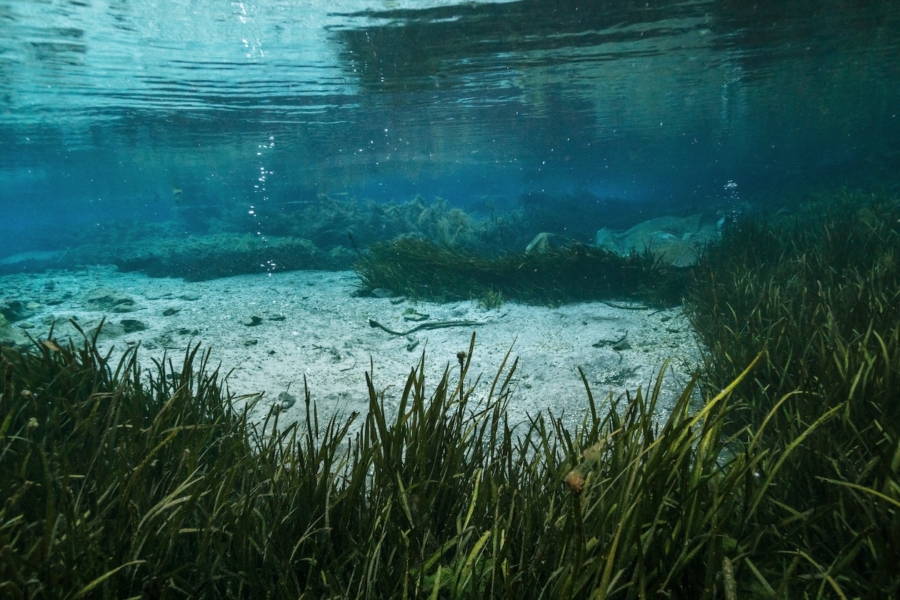 Underwater view of the Comal River spring bed with aquatic vegetation and clear blue water