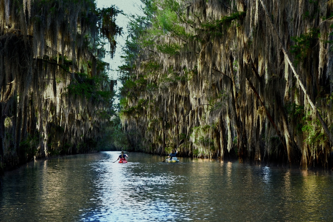 Kayakers paddling through a scenic, moss-covered forest waterway